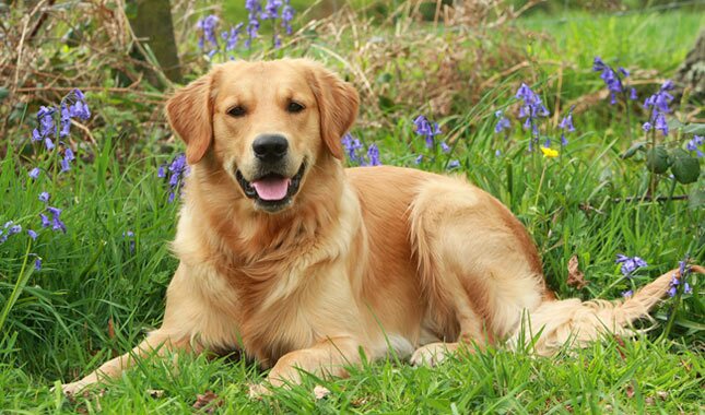 Interesting Facts about a Golden Retriever