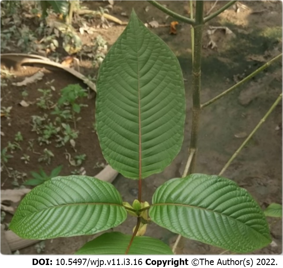 happy Go Leafy bali kratom